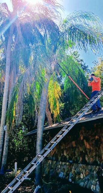 Palm tree trimming from a ladder