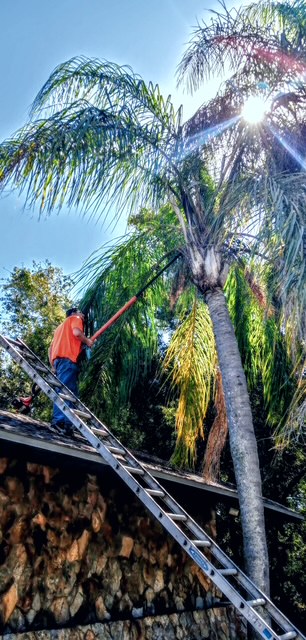 Palm maintenance and trimming