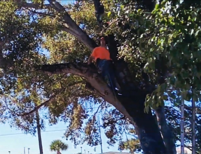 Tree service professional working in a mature tree