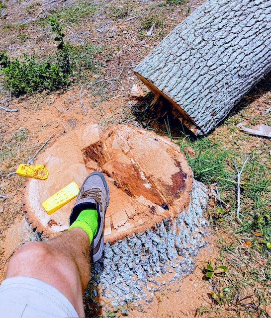 Freshly cut tree trunk