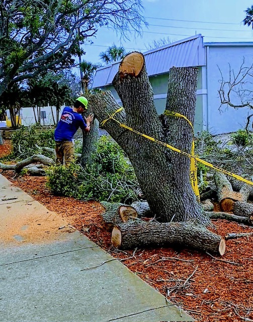 Large tree removal project